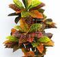 Sztuczna roślina Crotone 90 cm