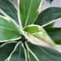 Sztuczna roślina Dracena pachnąca 60 cm