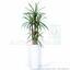 Sztuczna roślina Dracena wyłożona 140 cm