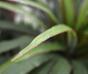 Sztuczna roślina Dracena wyłożona 50 cm