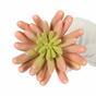 Sztuczna roślina Echeveria różowa 11 cm