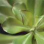 Sztuczna roślina Eševéria 20 cm