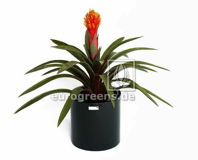 Sztuczna roślina Guzmánia 65 cm