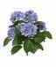 Sztuczna roślina Hortensja niebieska 40 cm