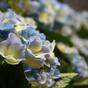 Sztuczna roślina Hortensja niebieska 45 cm