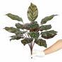 Sztuczna roślina Kalatea 50 cm