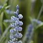 Sztuczna roślina Lawenda niebieska 50 cm