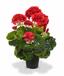 Sztuczna roślina Pakost czerwona 40 cm