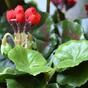 Sztuczna roślina Pakost czerwona 40 cm