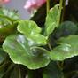 Sztuczna roślina Pakost różowa 40 cm