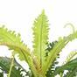 Sztuczna roślina Paprocie 70 cm