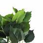 Sztuczna roślina Pavinič zielona 25 cm
