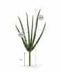 Sztuczna roślina Svokrine języki 20 cm