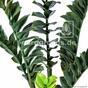 Sztuczna roślina Zamiokulkas 75 cm