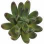 Sztuczna soczysta Echeveria zielona 10 cm