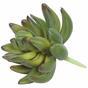 Sztuczna soczysta Echeveria zielona 10 cm