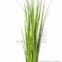 Sztuczna wiązka trawy Trzcina pospolita 45 cm