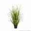Sztuczna wiązka trawy Trzcina pospolita w doniczce 60 cm
