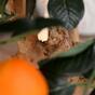 Sztuczne bonsai Cytryna pomarańcza 65 cm