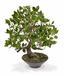 Sztuczne bonsai Fikus Wiandi 45 cm
