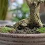Sztuczne bonsai Wiśnia 55 cm
