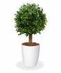 Sztuczne drzewo Buxus okrągłe 25 cm