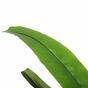 Sztuczne drzewo Helikonia 140 cm