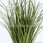 Sztuczne żłobienie wiązki trawy Trzcina pospolita 80 cm