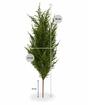 Sztuczny cyprys 56 cm