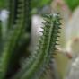 Sztuczny kaktus Euphorbia 20 cm