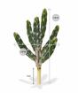 Sztuczny kaktus Tetragonus 35 cm
