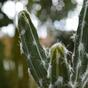 Sztuczny kaktus Tetragonus 35 cm