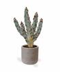 Sztuczny kaktus Tetragonus brązowy 35 cm