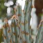 Sztuczny kaktus Tetragonus brązowy 35 cm