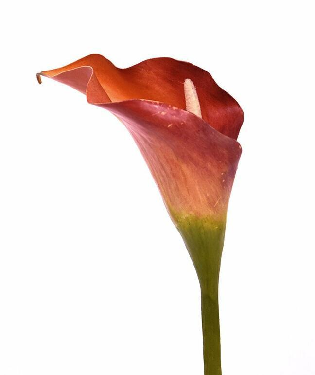 Sztuczny kwiat Calla pomarańczowy 55 cm