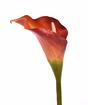 Sztuczny kwiat Calla pomarańczowy 55 cm