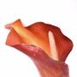 Sztuczny kwiat Calla pomarańczowy 55 cm