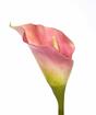 Sztuczny kwiat Kala różowy 55 cm