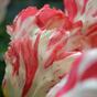 Sztuczny kwiat Tulipan czerwono-biały 70 cm