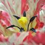 Sztuczny kwiat Tulipan czerwono-biały 70 cm