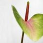 Sztuczny liść Anturium różowo-zielony 50 cm