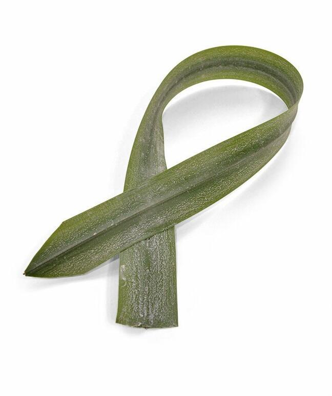 Sztuczny liść Aspidistra 75 cm