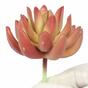 Sztuczny soczysty Echeveria 10 cm