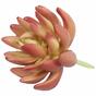 Sztuczny soczysty Echeveria 10 cm