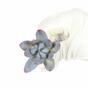 Sztuczny soczysty lotos Eševéria Colorata 10 cm