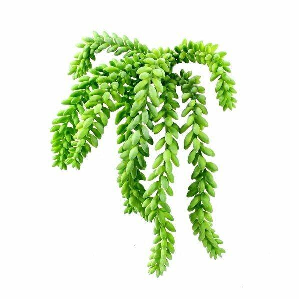 Sztuczny wąs Morganov Stonecrop 25 cm