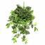 Sztuczny zwis Peperomia 80 cm