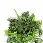 Sztuczny zwis Peperomia 80 cm